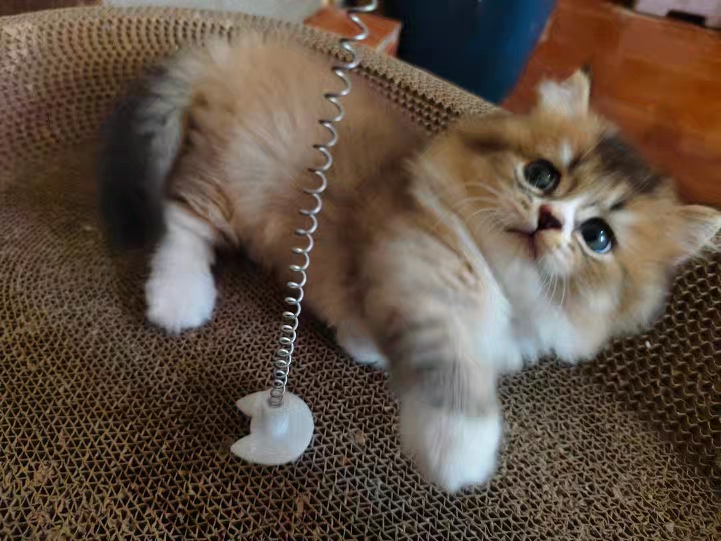 金渐层长毛猫，矮脚猫，脸型甜美，性格温顺，容易上手萌萌可爱